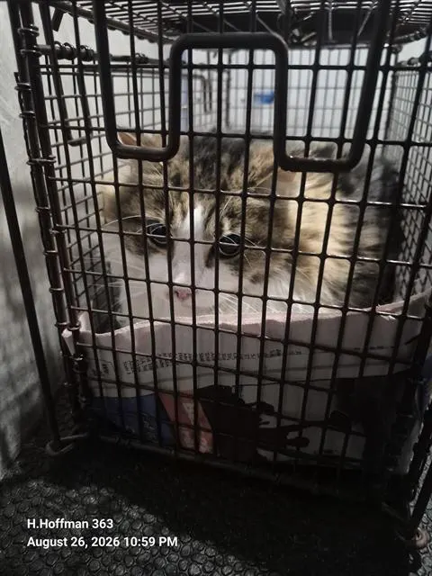 Adoptable Cat