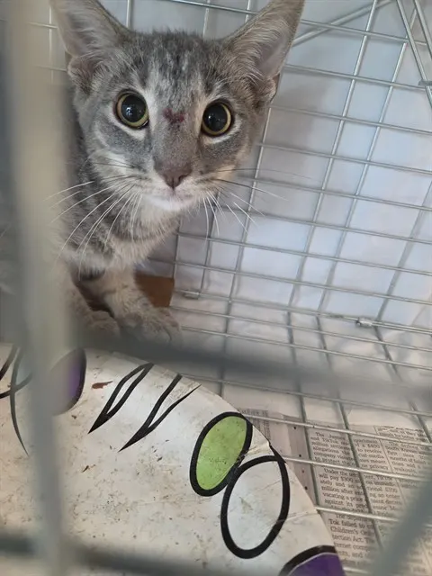 Adoptable Cat