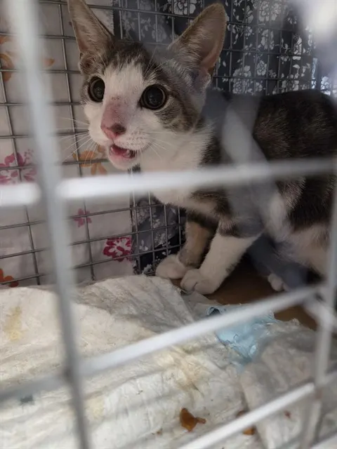 Adoptable Cat