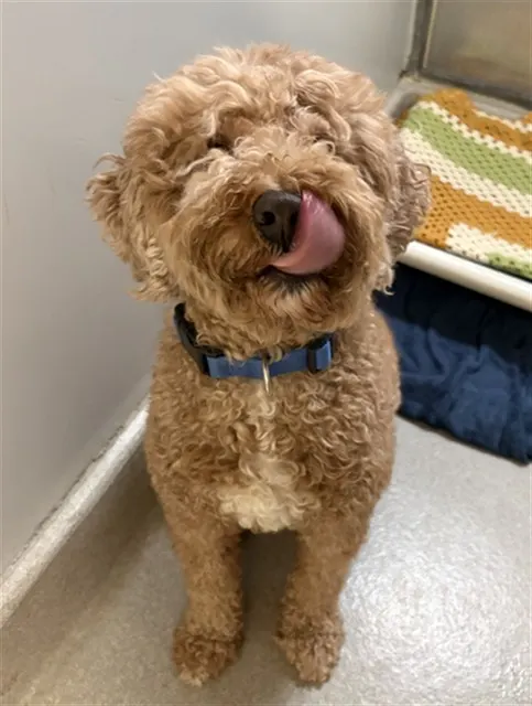 Vinnie
