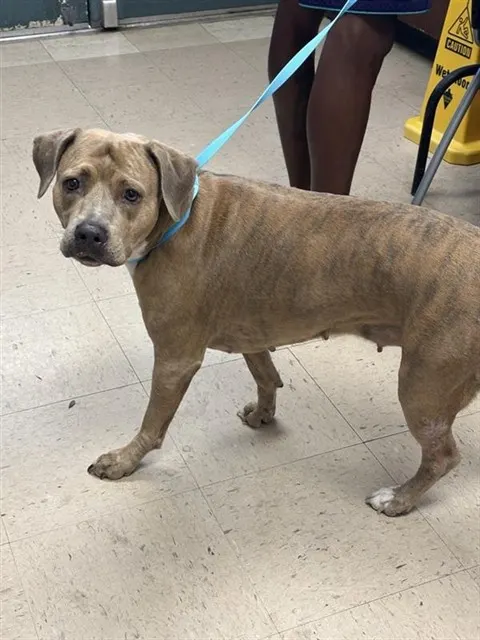 Adoptable Dog