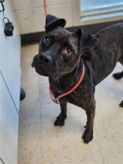 Adoptable Dog