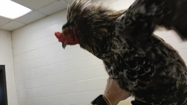 Adoptable Bird