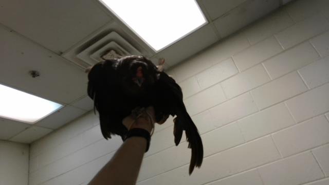 Adoptable Bird
