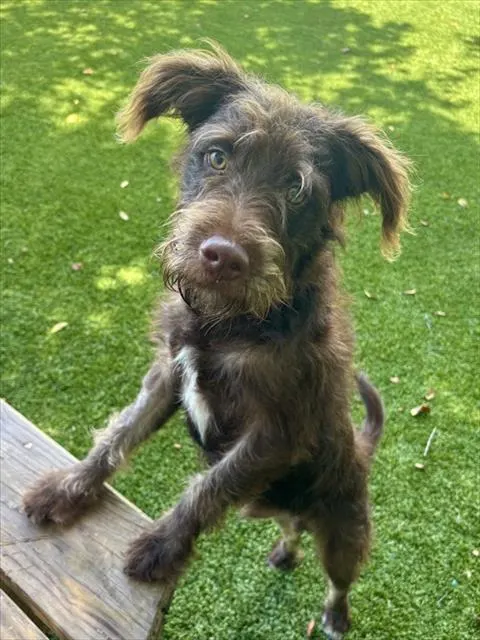 Shelter Staff Named Me *Tobler