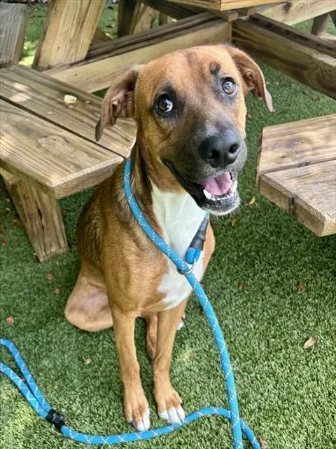 Shelter Staff Named Me *Phobos