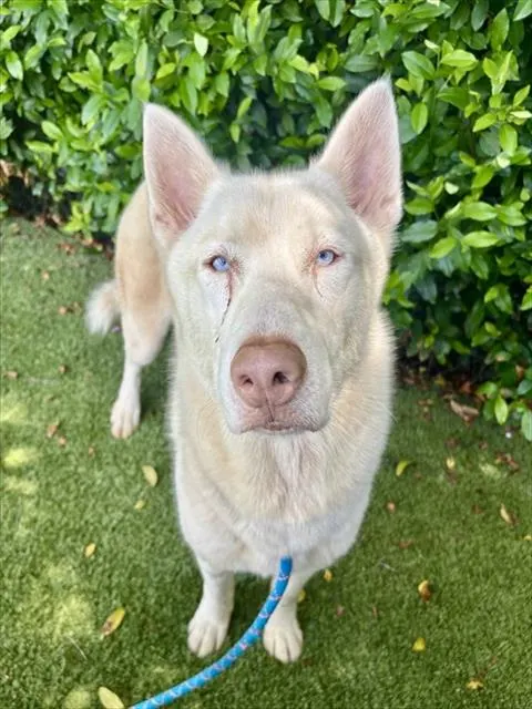 Shelter Staff Named Me *Tundra