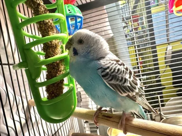 Almond
