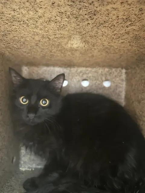 Salem