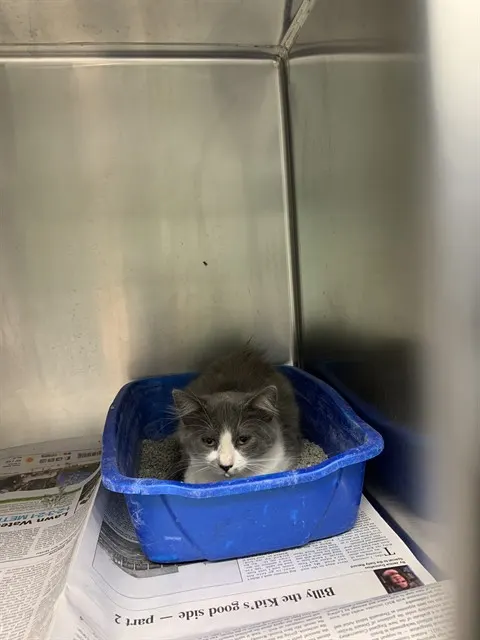 Nala