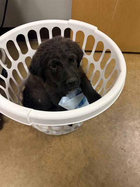 Marley