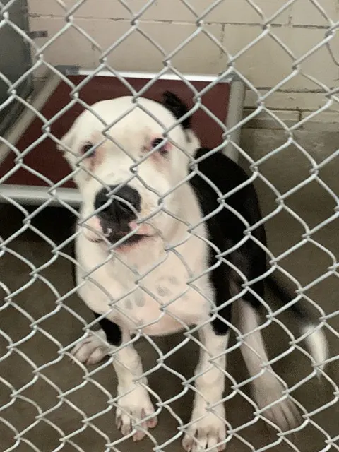 Axel