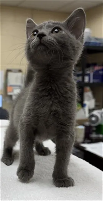 Soot