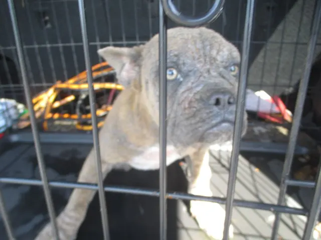 Adoptable Dog