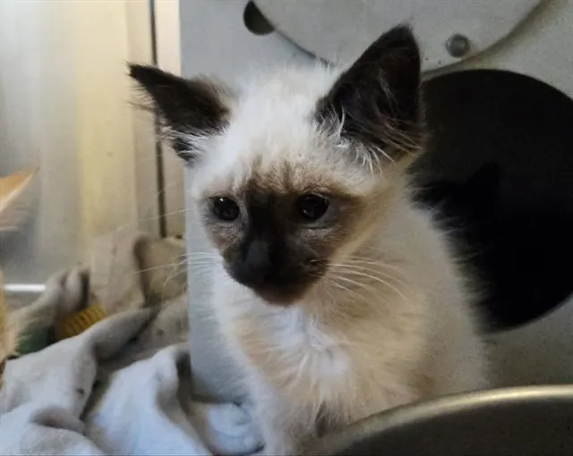 Adoptable Cat