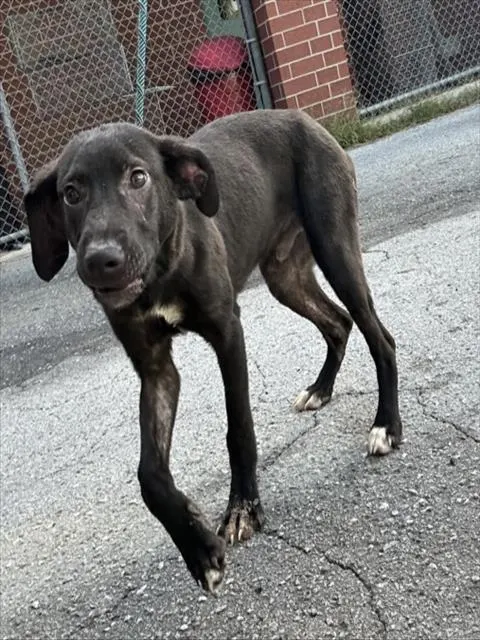 Adoptable Dog