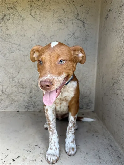 Adoptable Dog