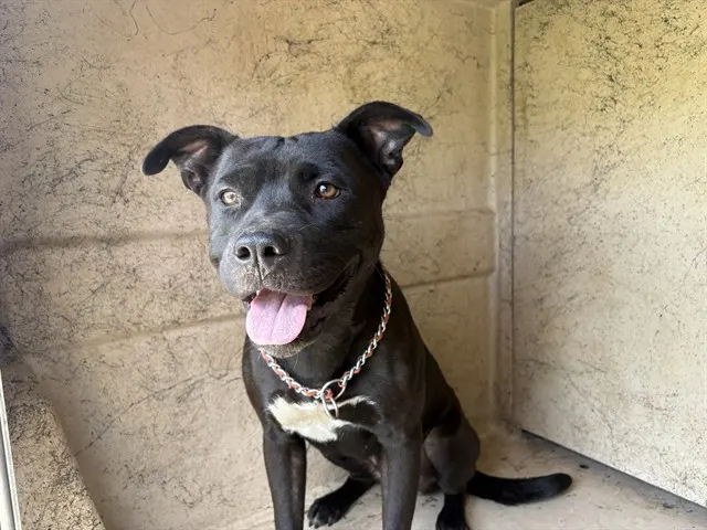 Adoptable Dog