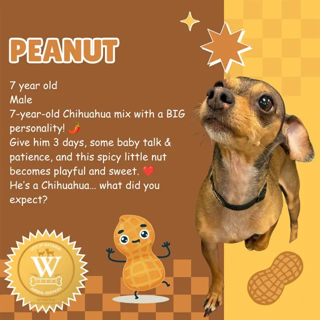Peanut