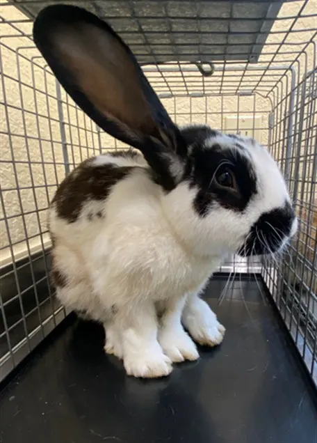 Thumper