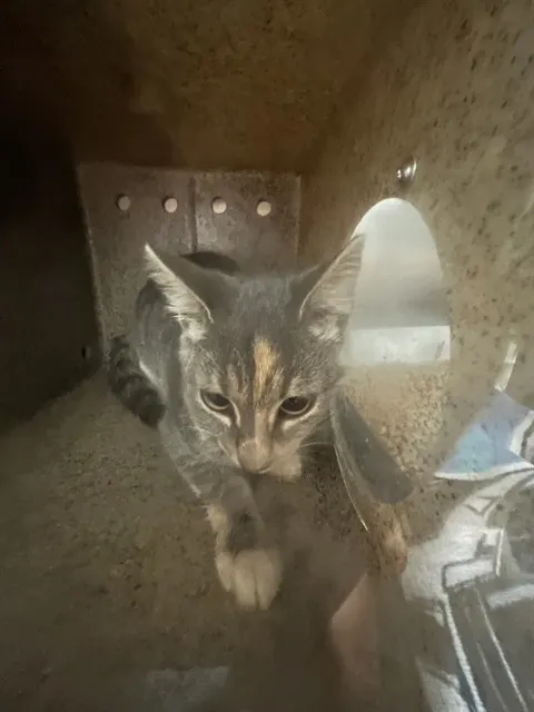 Adoptable Cat