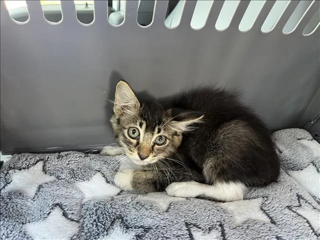 Mowgli