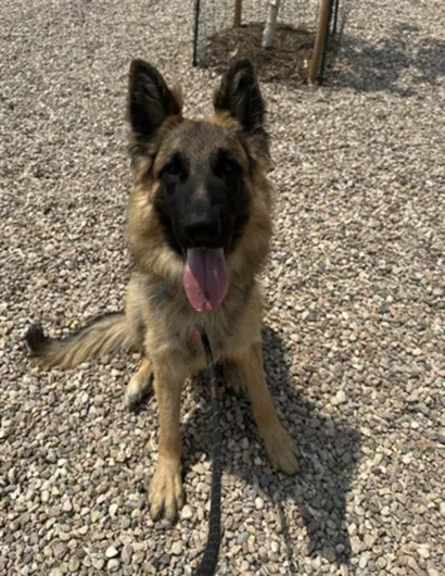 Sarge
