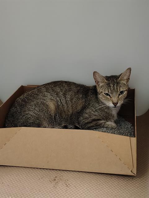 Adoptable Cat