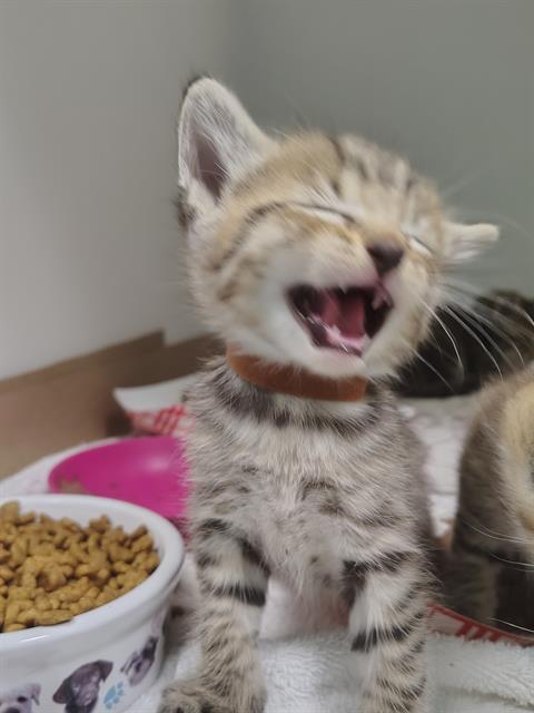 Adoptable Cat