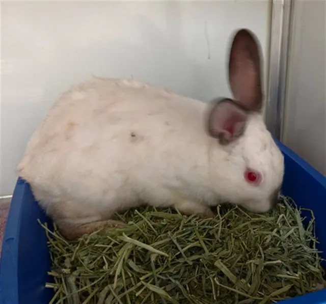 Adoptable Other