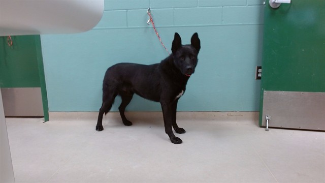 Adoptable Dog