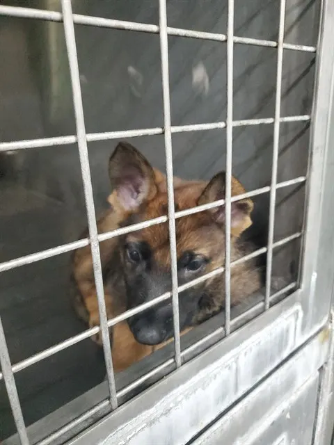 Adoptable Dog