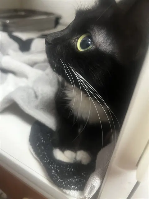 Adoptable Cat