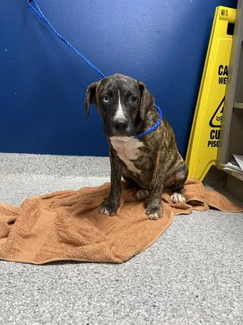 Adoptable Dog