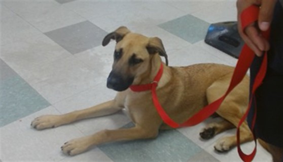 Adoptable Dog