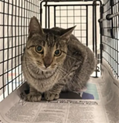 Adoptable Cat