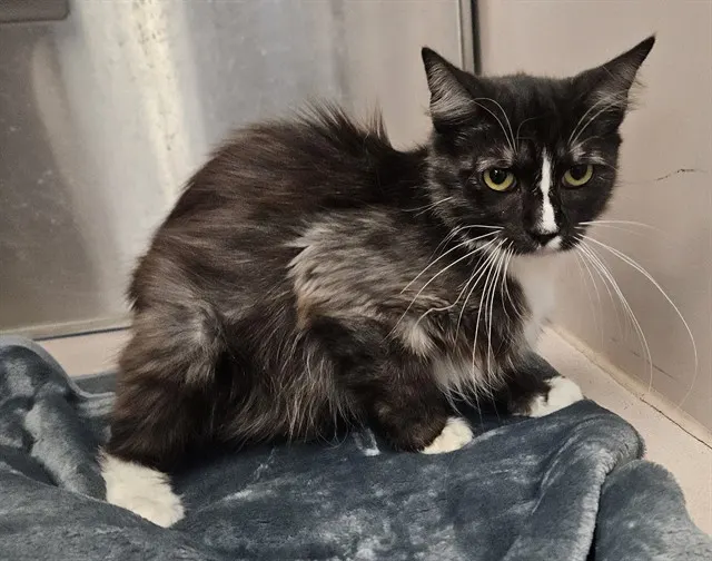 Adoptable Cat