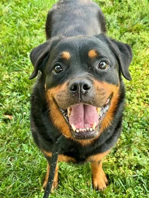 Kona
