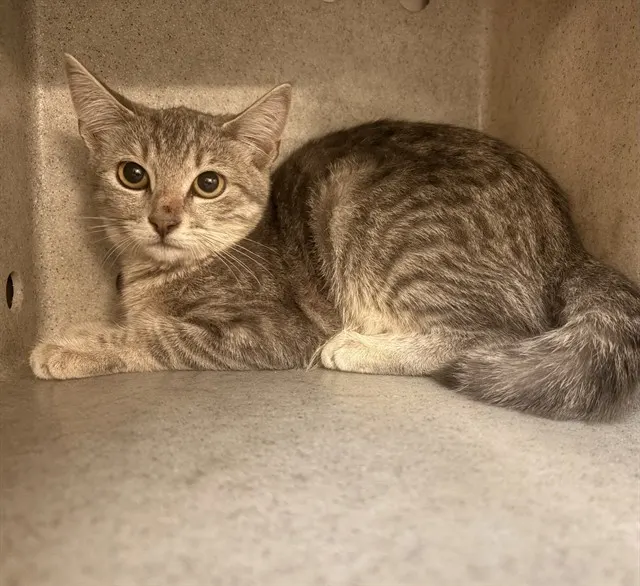 Adoptable Cat