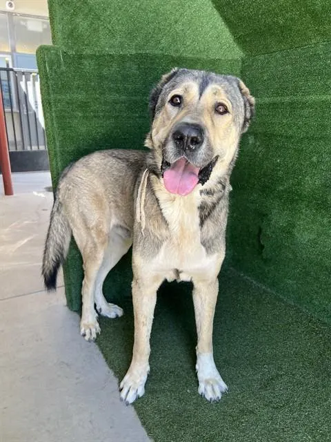 Adoptable Dog