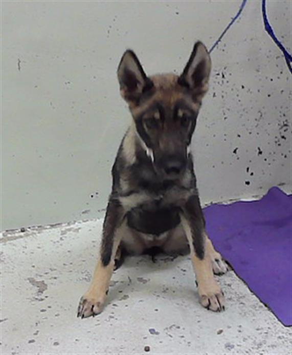 Adoptable Dog