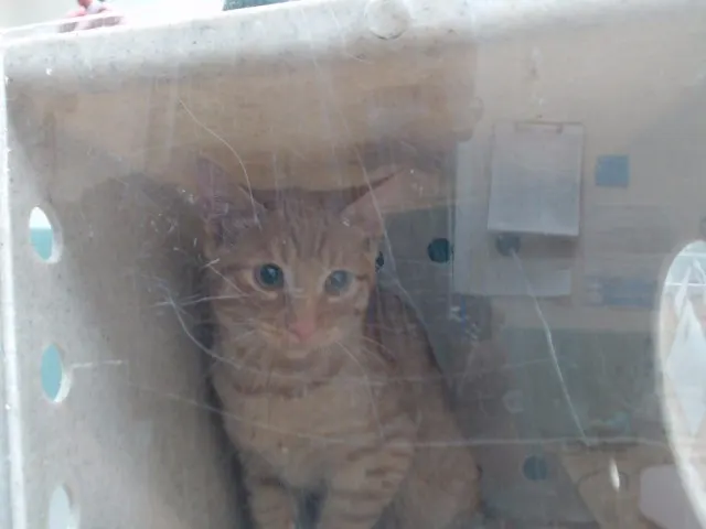 Adoptable Cat
