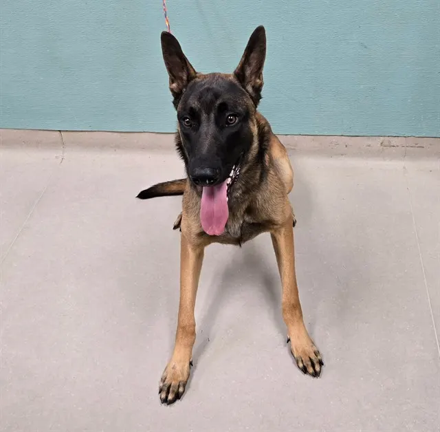 Adoptable Dog