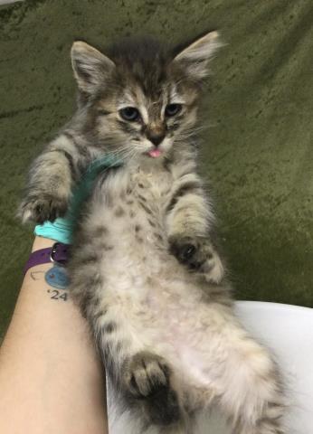 Roxy