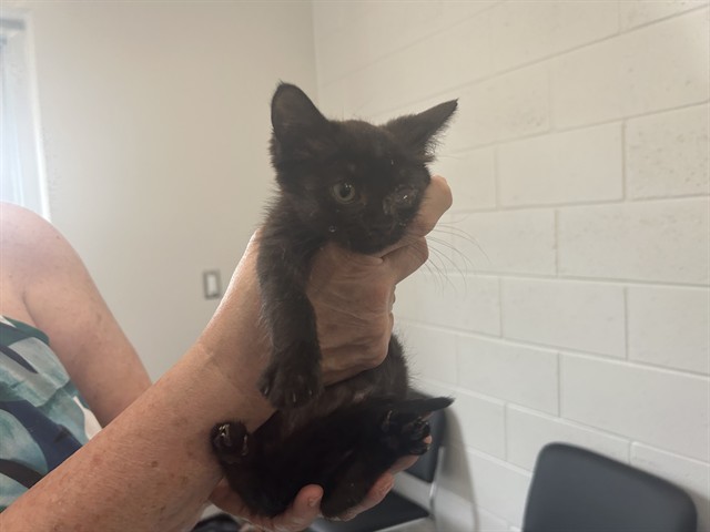 Adoptable Cat
