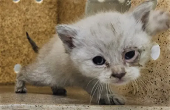 Adoptable Cat