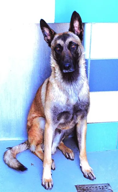 Rex