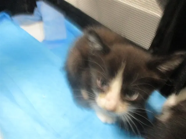 Adoptable Cat