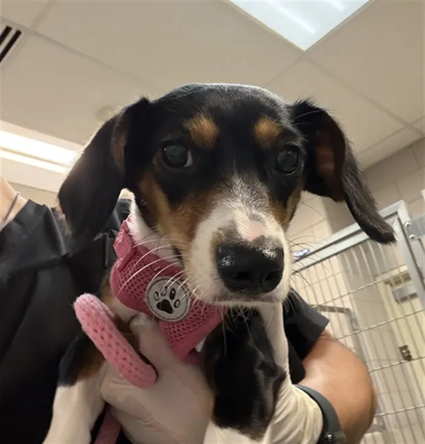 Adoptable Dog