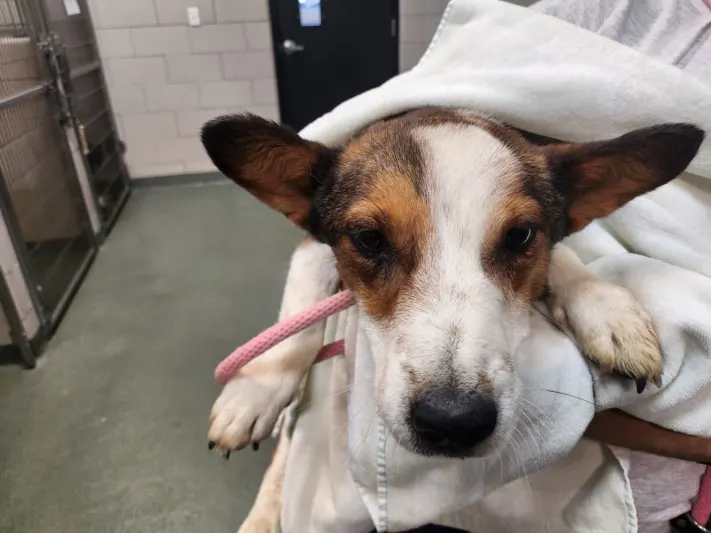 Adoptable Dog